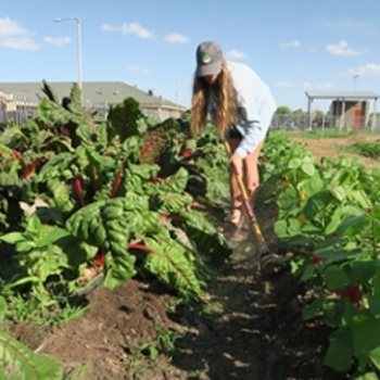 Agroecology  